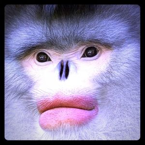 Meet your Posher, big booty lips